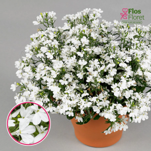 O49. Lobēlija - Curaçao Basket White