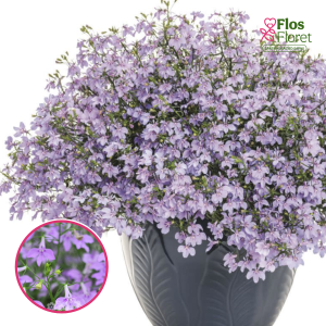 O50. Lobēlija - Laura Lavender