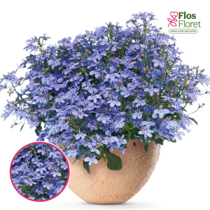 O51. Lobēlija - Hot Waterblue