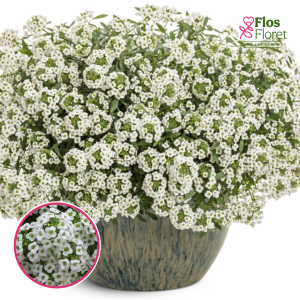 O55. Lobulārija - Lucia White