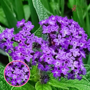 O56. Kokveida Heliotrops - Marine