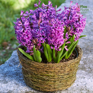 Hiacinte - PURPLE SENSATION