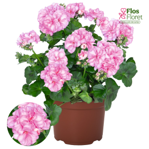 D69. Vairogveida pelargonija - Atlantic Pink Bicolor