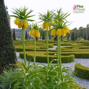 Fritilārija - lutea imperialis