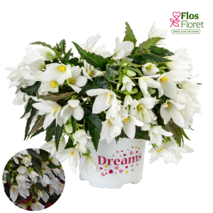 C9. Begonija - Beauvilia White