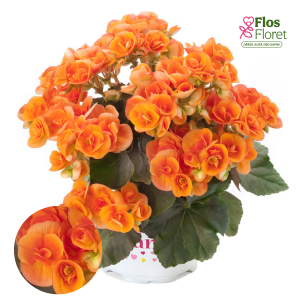 C80. Begonija, solēnija - Ilona Collection Britt Dark