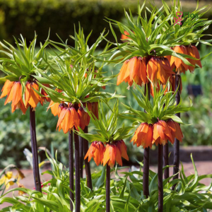 Fritilārija - Orange beauty imperialis