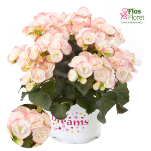 C81. Begonija, solēnija - Ilona Collection Camilla