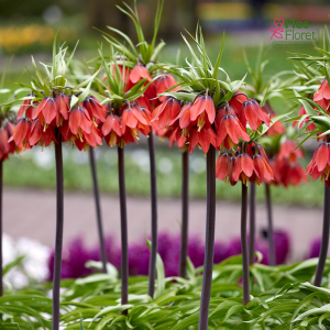 Fritilārija - Rubra imperialis