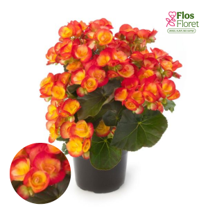 C82. Begonija, solēnija - Ilona Collection Carneval