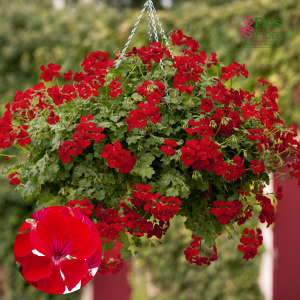 D88. Vairogveida pelargonija - Happy Face Red