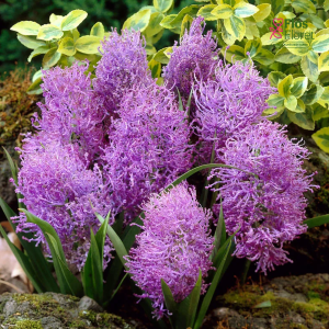 Muskare - Comosum Plumosum