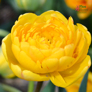 Tulpe - Yellow pomponette