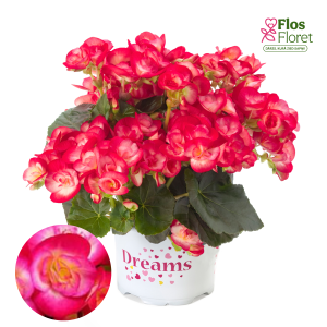 C86. Begonija, solēnija - Ilona Collection Peggy