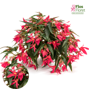 C16. Begonija - Waterfall Encanto Pink