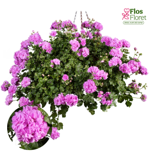 D93. Vairogveida pelargonija - Kitty