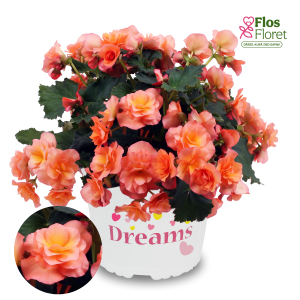 C88. Begonija, solēnija - Solenia Apricot