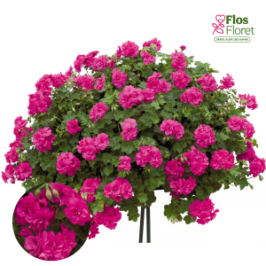 D94. Vairogveida pelargonija - Mexica Amy