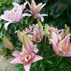 1A. - Lilija - AZ Elodie