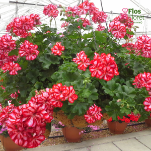 D95. Vairogveida pelargonija - Mexica Ruby