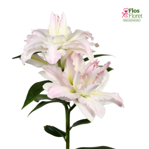 4A. - Lilija - OR Canova