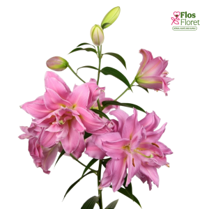 6A. - Lilija - OR Double Surprise