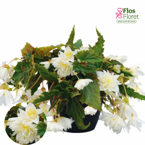 C22. Begonija - Funky White