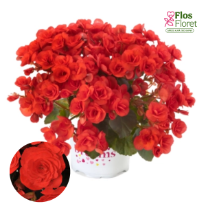 C93. Begonija, solēnija - Solenia Red Orange