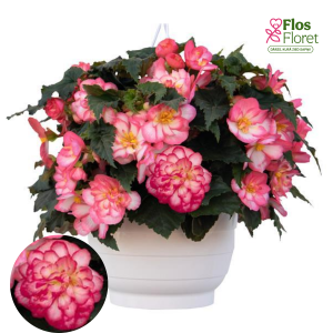 C24. Begonija - Nonstop Joy Rose Picotee