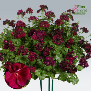 E1. Vairogveida pelargonija - Tommy