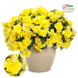 C95. Begonija, solēnija - Solenia Yellow