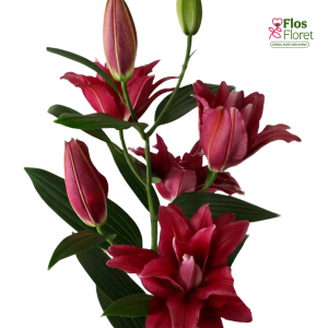 11A. - Lilija - OR Red Rider