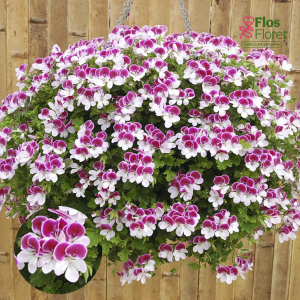 E3. Citrainā pelargonija - Angeleyes Bicolor