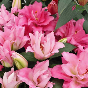 12A. - Lilija - OR Pink Pulse