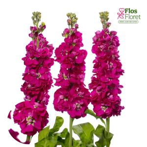 E4. Parastā Lefkoja - Centum Carmine