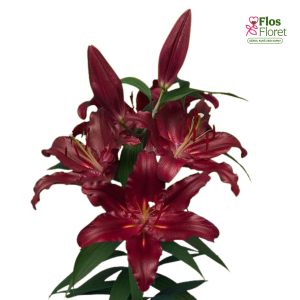 13A. - Lilija - OR Scorpio