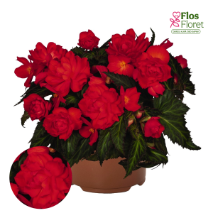 C28. Begonija - Begonia hybrida I´CONIA Miss Miami