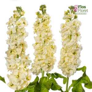 E5. Parastā Lefkoja - Centum Cream