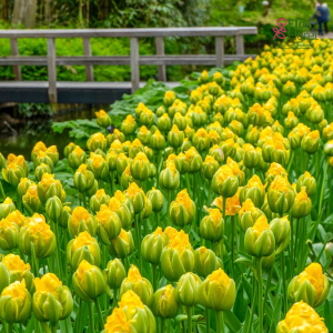 Tulpe - Vanilla coup