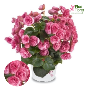 C72. Begonija, solēnija - BK Collection Rhodee Pink