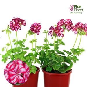 D77. Vairogveida pelargonija - Grandeur Ivy Arctic Burgundy
