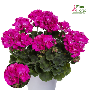 E79. Joslu pelargonija - TWOinONE Violet