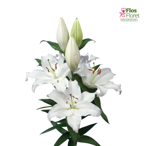 14A. - Lilija - OR Severn