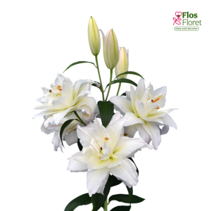 15A. - Lilija - OR Snowboard