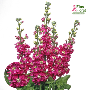 E7. Parastā Lefkoja - Centum Deep Rose