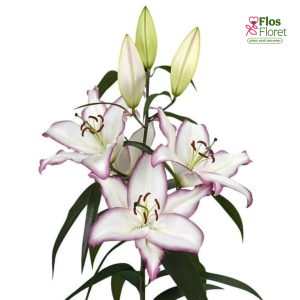 16A. - Lilija - OR The Edge