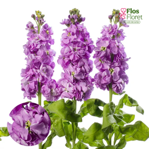 E8. Parastā Lefkoja - Centum Lavender