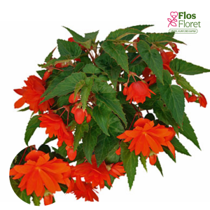 C32. Begonija - Begonia tuberhybrida Belleconia Hot Orange