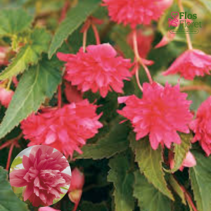 C34. Begonija - Begonia tuberhybrida Belleconia Rose