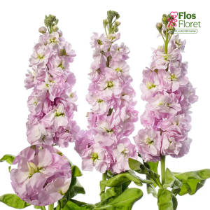 E11. Parastā Lefkoja - Centum Soft Pink